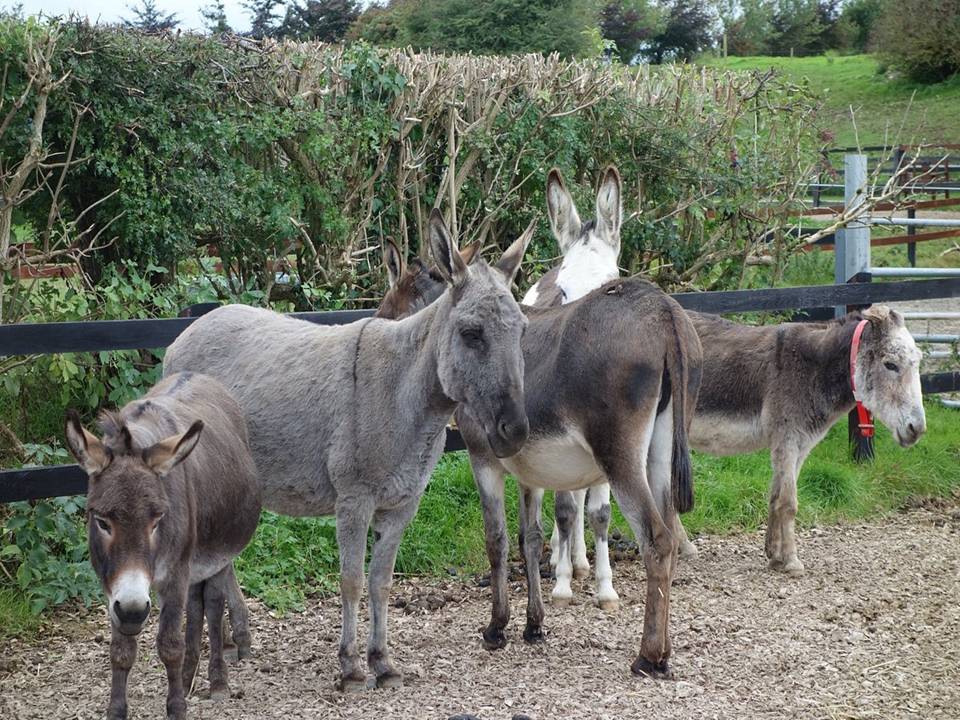 Donkeys