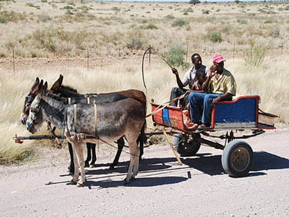 Donkey Ride