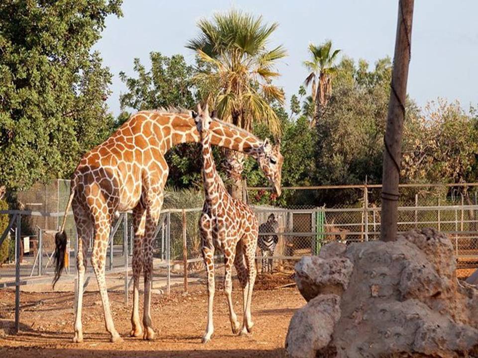 GIRAFFES