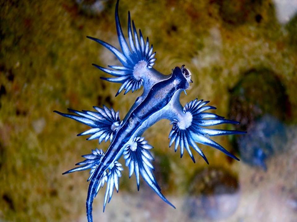 nudibranchs