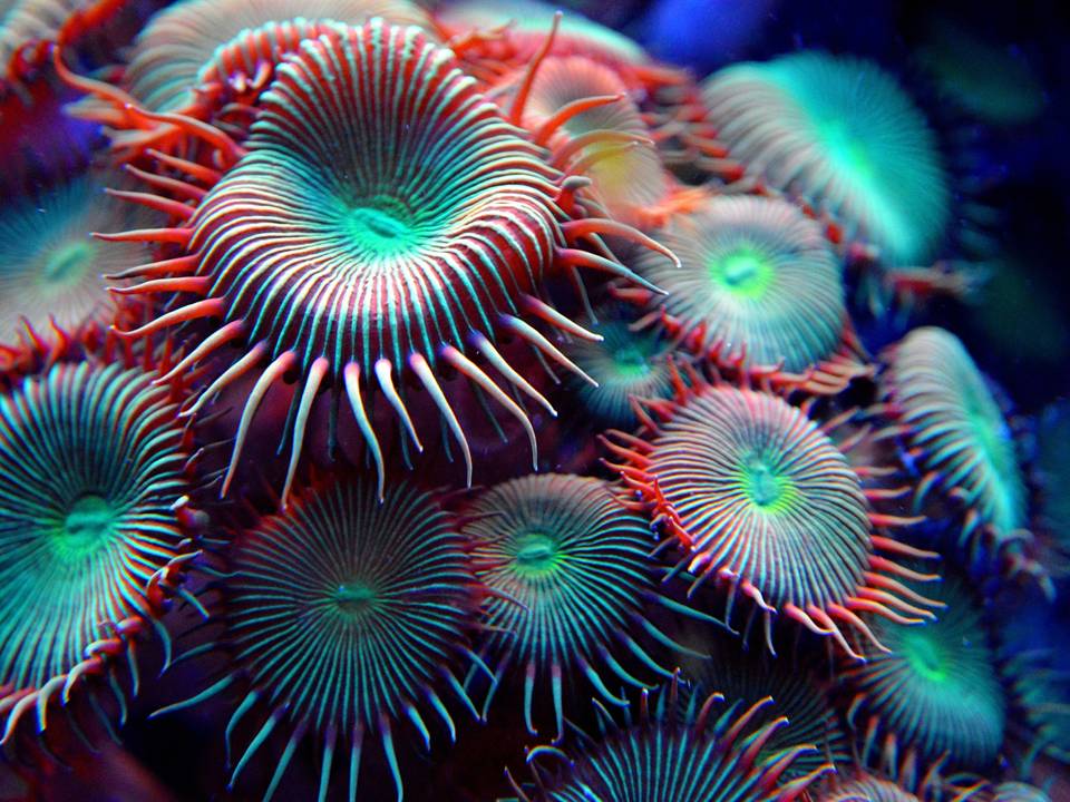 sea anemones